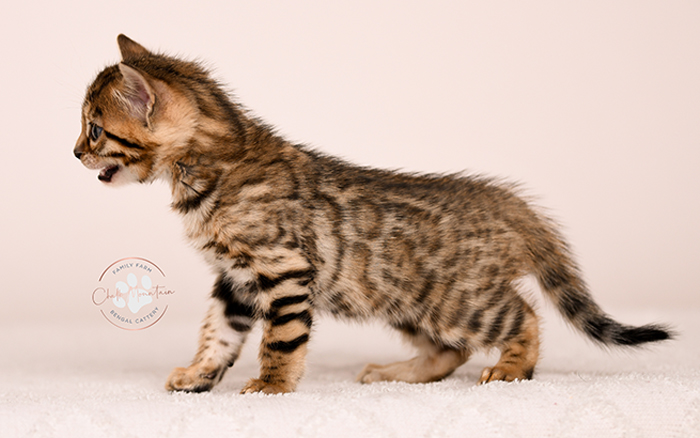 purebred bengal kitten close up showing rosette markings