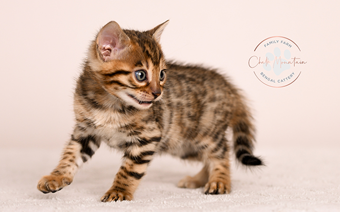 spotted bengal kitten with exotic coat pattern for sale