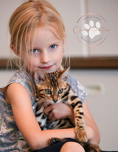 Adorable Bengal kitten Miles available near Dallas Fort Worth Texas