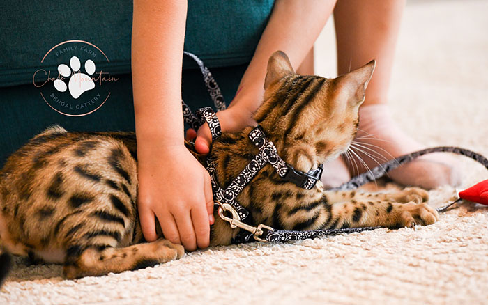 Healthy brown Bengal kitten for adoption near Houston Texas