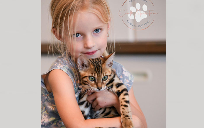 Texas Bengal kitten with glittered coat and exotic markings