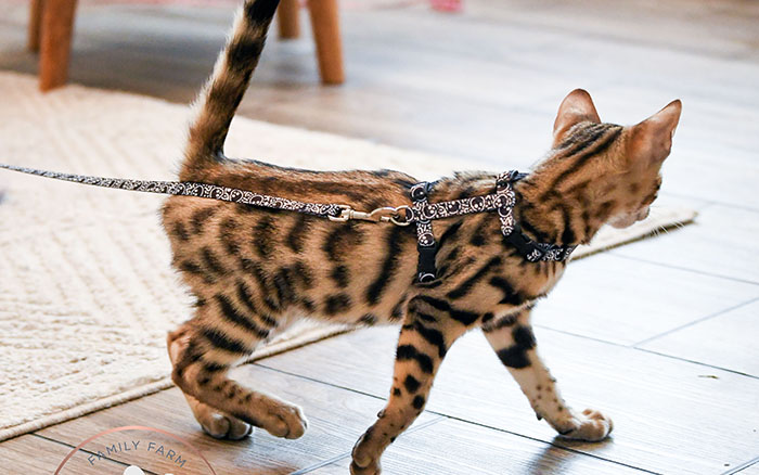 Cute brown rosetted Bengal kitten exploring outdoors on harness