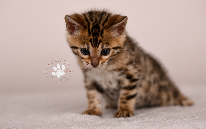 Bengal kitten with glitter coat in natural light – top rated Bengal breeder USA