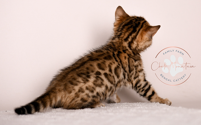Rosetted Bengal kitten playing – high quality Bengal kitten available for adoption