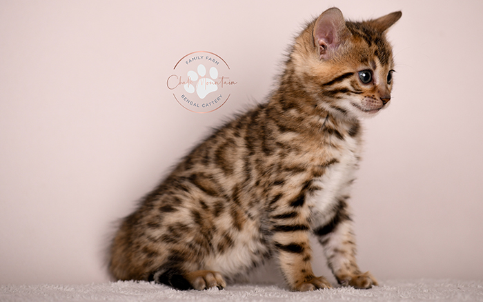 Bengal kitten with dramatic markings and contrast – TICA registered Bengal breeder