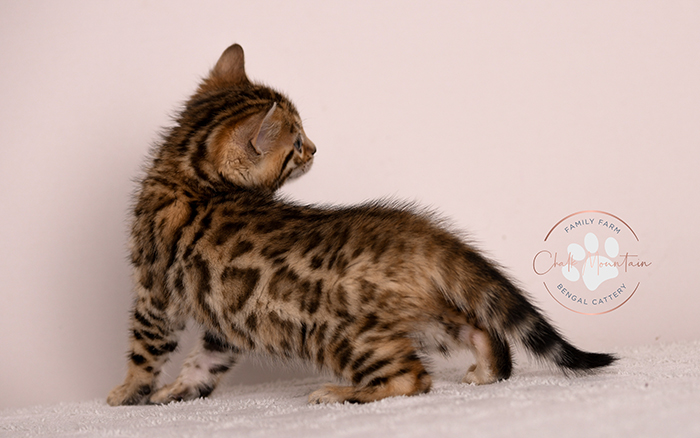 Baby Bengal kitten with golden brown fur and rosettes – premium Bengal breeder