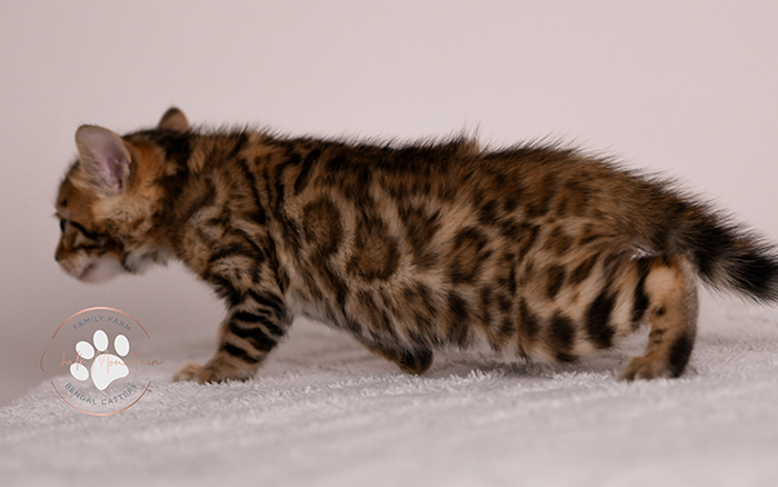 brown rosetted bengal kitten for sale in texas looking at camera