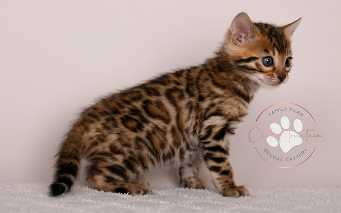 bengal kitten looking curious with ears forward
