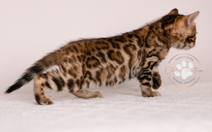 domestic bengal kitten with leopard print coat pattern