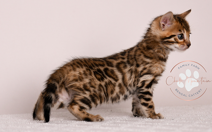 beautiful bengal kitten portrait from texas bengal breeder