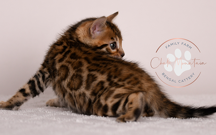 cute bengal kitten with leopard spots sitting on blanket
