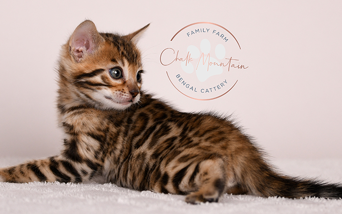 purebred bengal kitten close up showing rosette markings