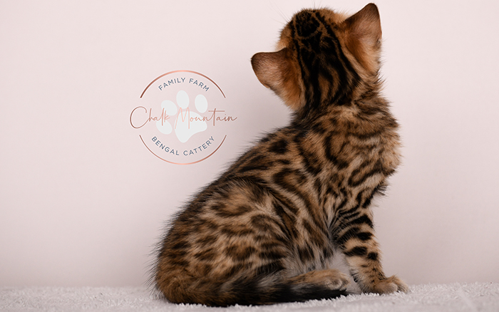 bengal kitten face close up with whiskers and markings