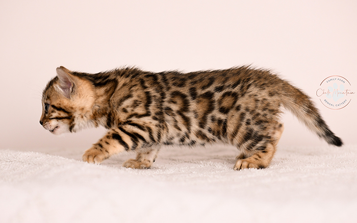 Brown rosetted Bengal kitten for sale with high contrast markings – Texas Bengal breeder