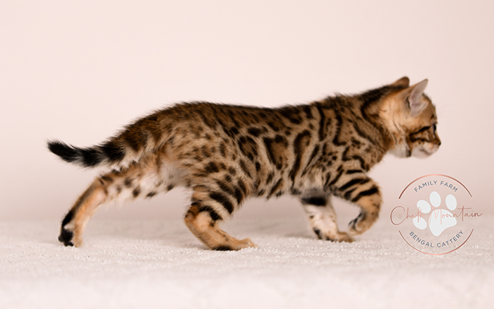 Cute Bengal kitten with dramatic pattern contrast – affordable Bengal kitten for sale