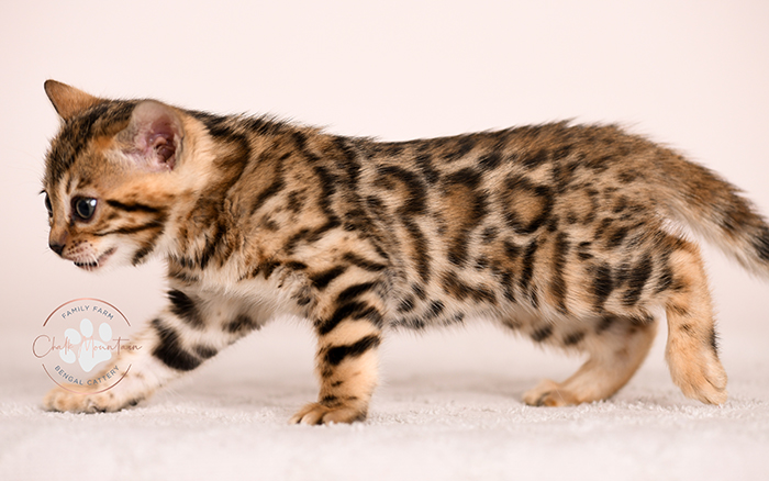 Playful Bengal kitten with bold leopard spots – reserve your Bengal kitten today