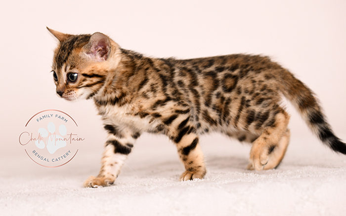 Bengal kitten with symmetrical rosettes and sleek coat – purebred Bengal cat breeder
