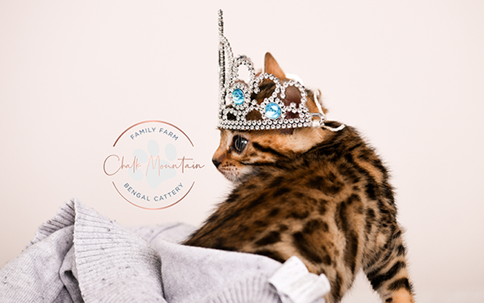 Bengal kitten showing side profile markings – show quality Bengal kitten for sale
