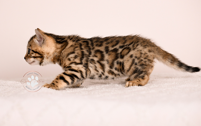 Purebred Bengal kitten with leopard print coat sitting indoors – Bengal kittens available USA
