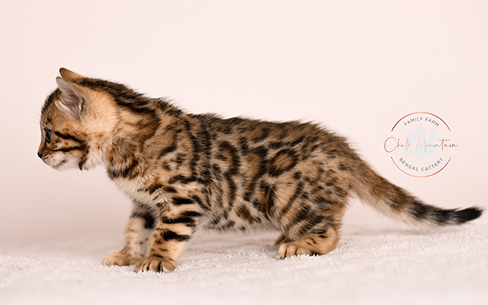 Exotic looking Bengal kitten with wild appearance – domestic Bengal kitten for sale
