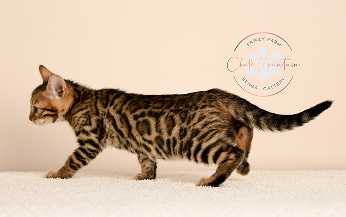 Bengal kitten for sale