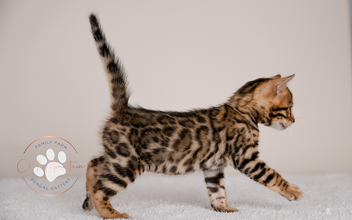 Bengal kitten for sale