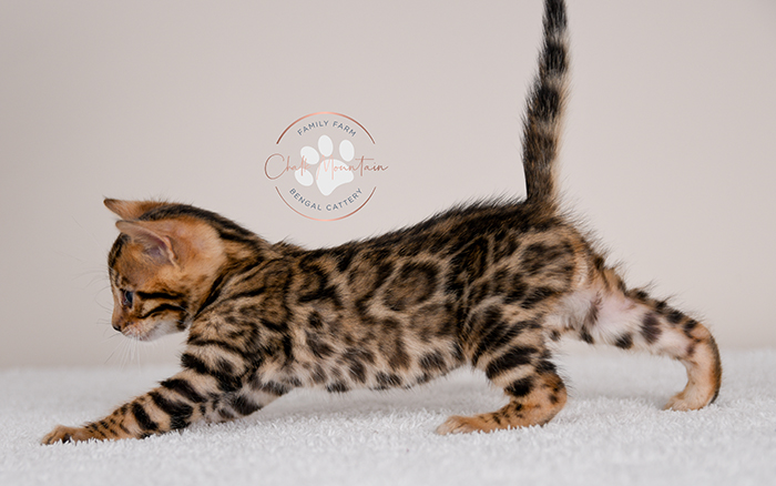 Bengal kitten for sale