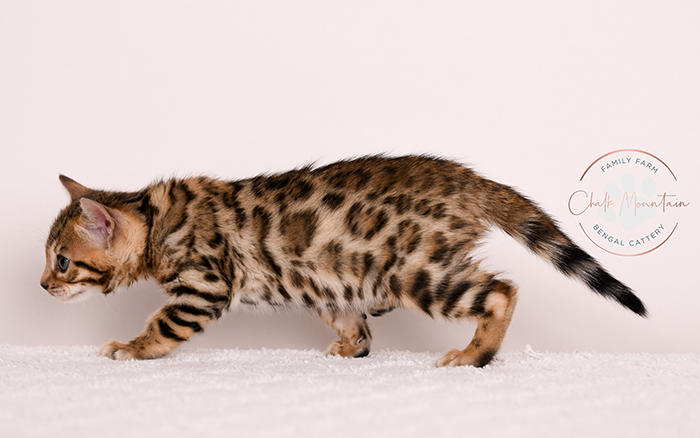 Playful Bengal kitten with dramatic coat pattern – top rated Bengal breeder USA