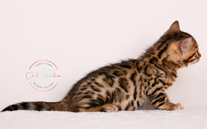 Brown Bengal kitten with symmetrical rosettes – premium exotic Bengal cat breeder