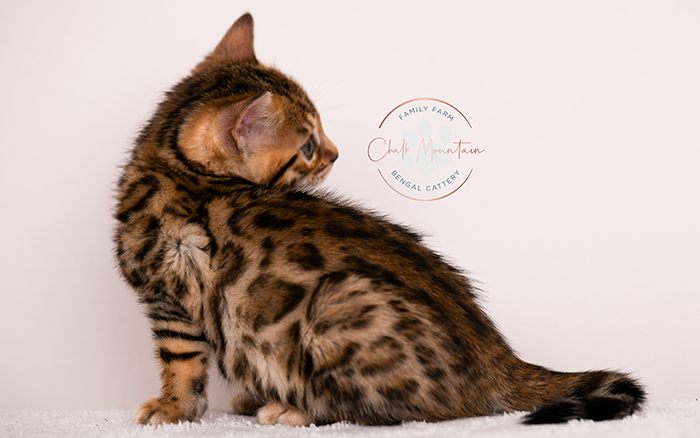 Rosetted Bengal kitten sitting and looking curious – registered Bengal breeder Texas
