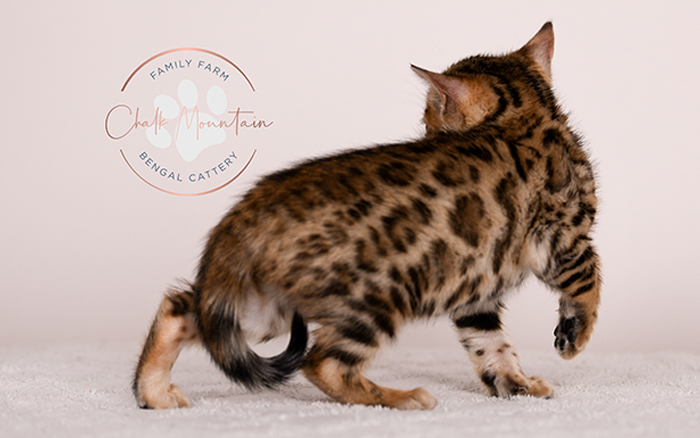 Exotic Bengal kitten with leopard pattern coat indoors – luxury Bengal kitten for sale
