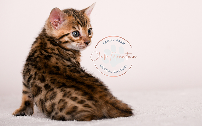 Bengal kitten with wild cat appearance and sleek fur – domestic Bengal for sale