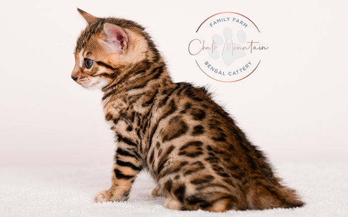 Beautiful Bengal kitten relaxing on blanket – affordable Bengal kittens Texas