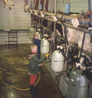 Bengal Kittens for sale near me