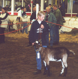 Bengal Kittens for sale near me