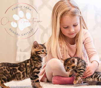 Bengal kitten for sale near me