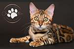 Bengal kittens for sale near me snow bengal snow lynx and snow mink