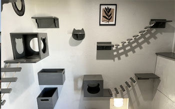 Bengal Kittens for sale near me