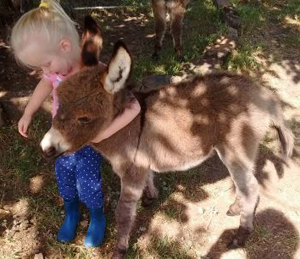 Miniature Donkeys for sale