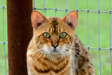 Bengal Cat Adoption near me