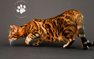 Charming Bengal kitten cuddling with children in Texas