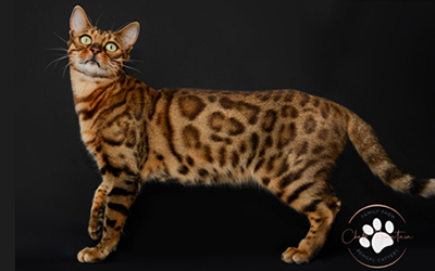 Rosetted Bengal cat for sale in Arlington Texas breeder program