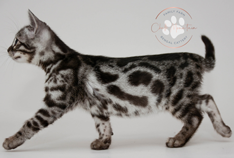 Snow Charcoal Bengal for sale near me
