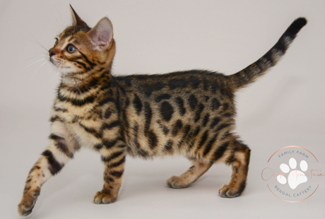 Bengal Kittens for sale near me