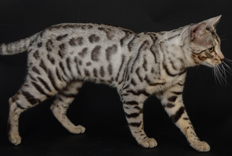 Bengal Cat Adoption near me