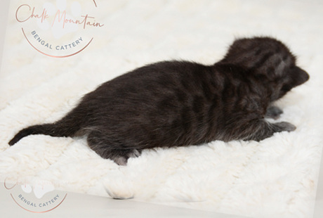 Snow Charcoal Bengal for sale near me