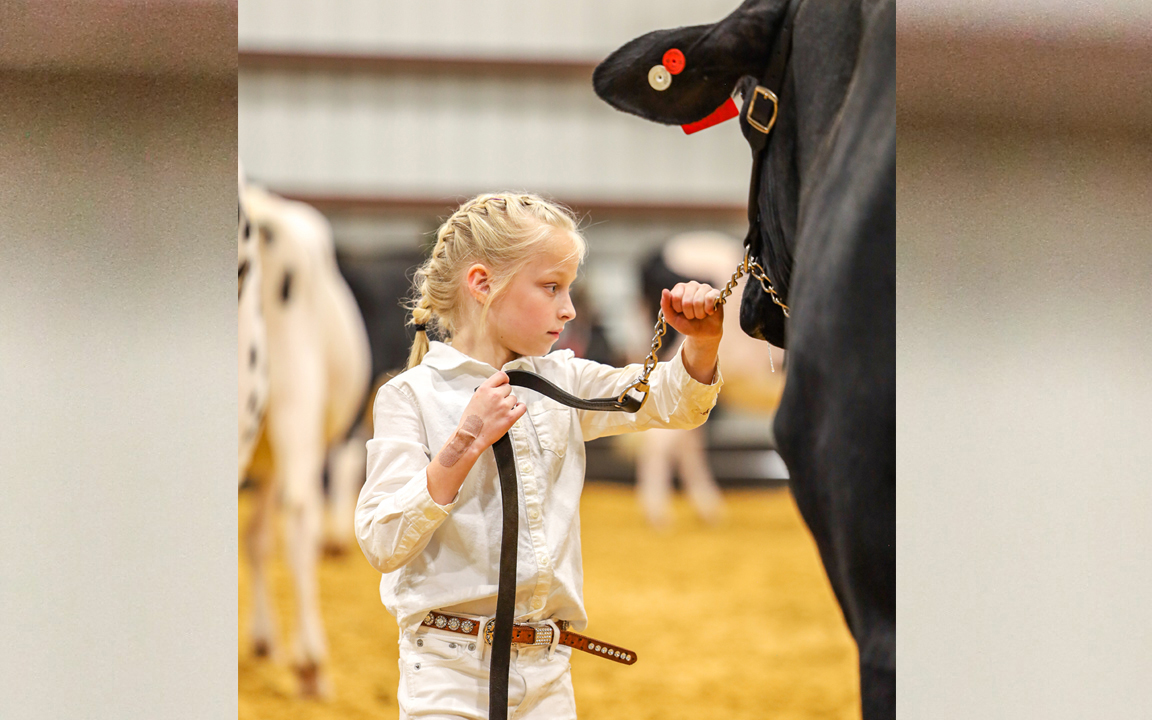 Bengals for sale in Texas