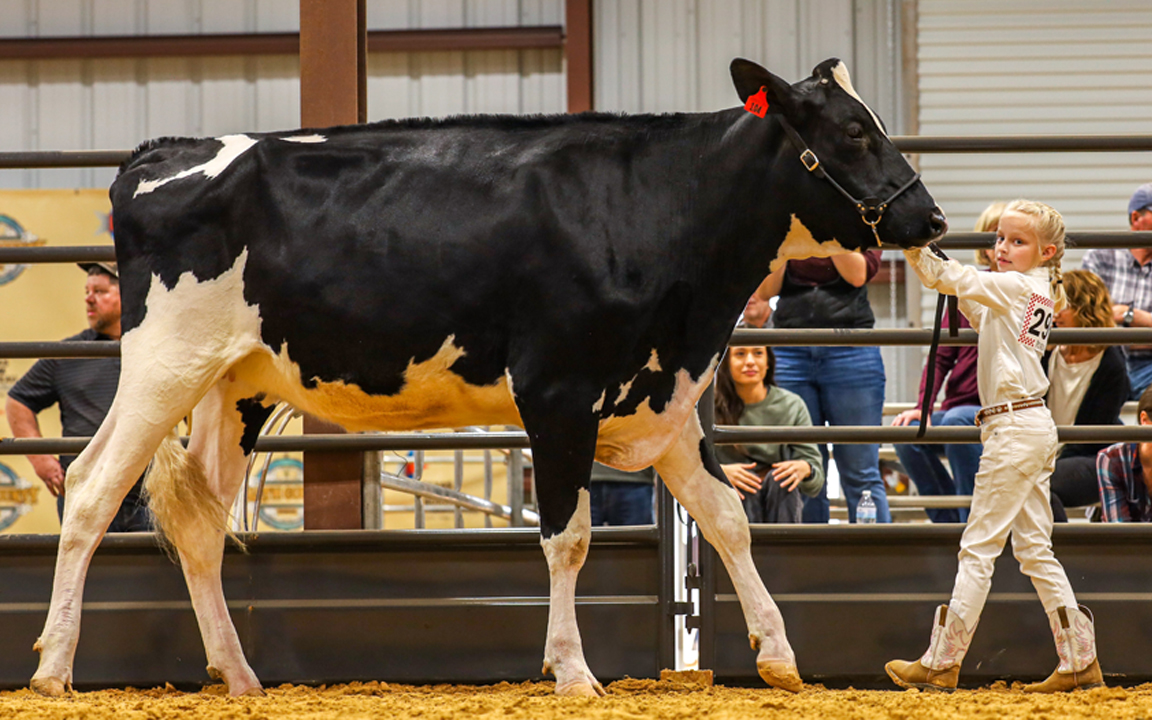 Bengals for sale in Texas