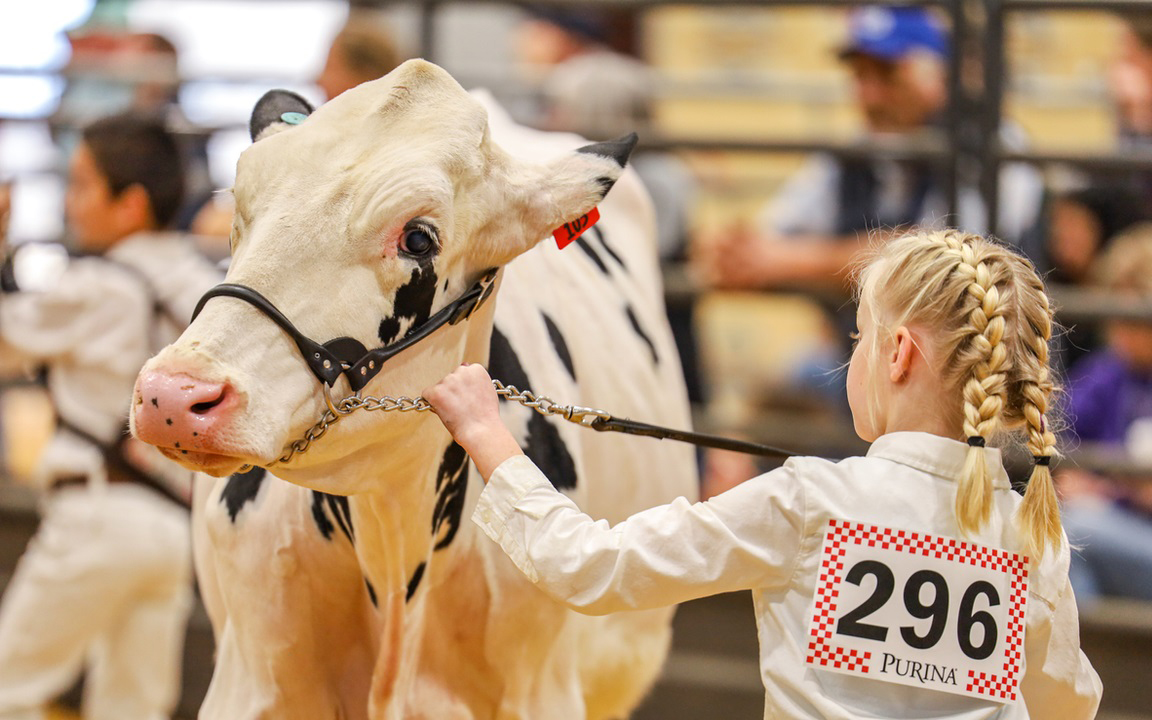 Bengals for sale in Texas
