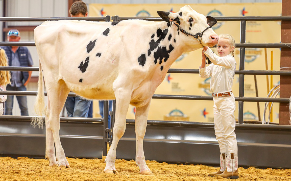 Bengals for sale in Texas